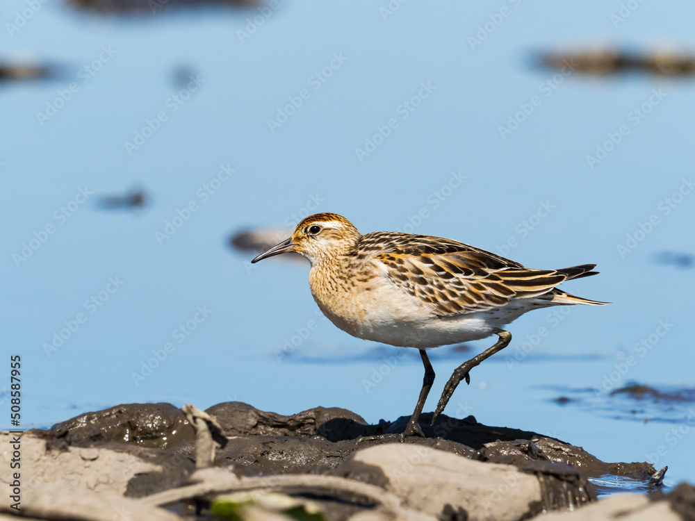 ウズラシギ幼鳥(Sharp-tailed Sandpiper) ウズラシギ幼鳥(Sharp-tailed Sandpiper)
