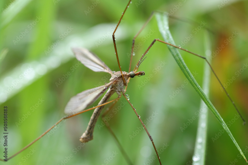 Crane fly is a common name referring to any member of the insect family Tipulidae Crane fly is a common name referring to any member of the insect family Tipulidae