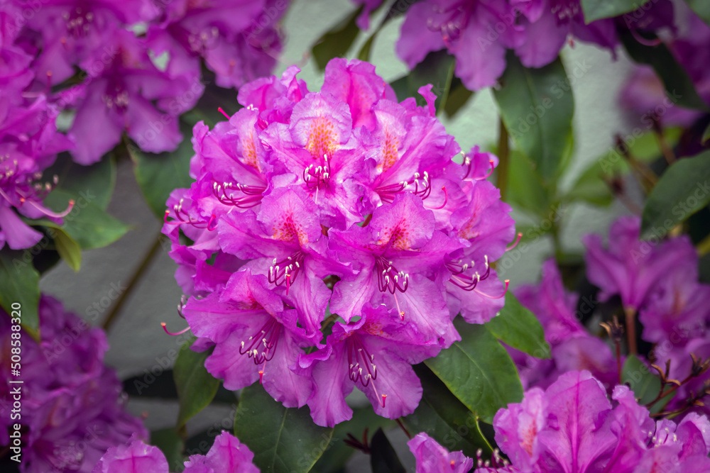 pink flowers in the garden