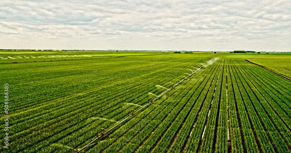 Agricultural irrigation system watering onion farm field Agricultural irrigation system watering onion farm field