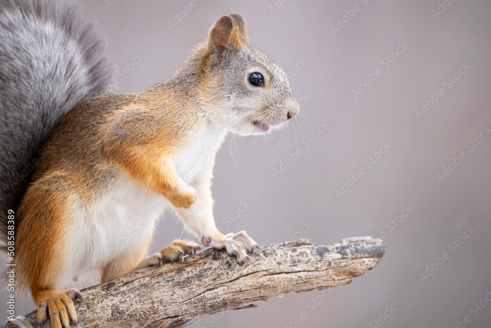 squirrel looking into the distance, close-up of a rodent on a blurred background squirrel looking into the distance, close-up of a rodent on a blurred background