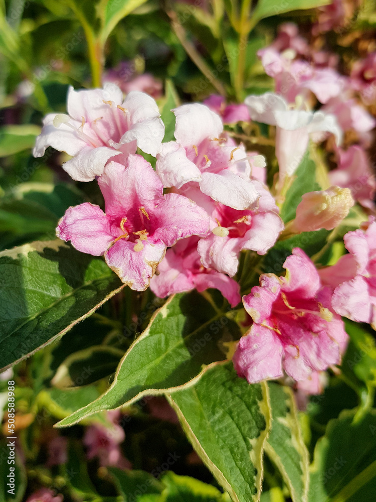old fashioned weigela (in german Liebliche Weigelie) Weigela florida old fashioned weigela (in german Liebliche Weigelie) Weigela florida