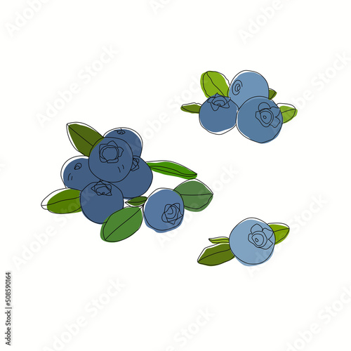 blueberry blueberries isolated on white vector hand drawing illustration leaves food fruits	