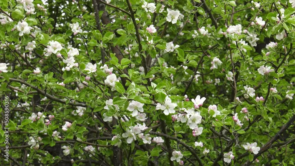 Spring forest. Blooming wild apple tree. Spring forest. Blooming wild apple tree.
