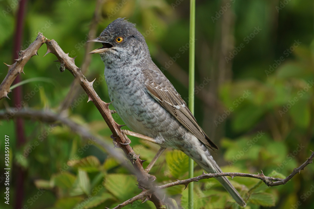 Barred Warbler (Sylvia nisoria) perched on a thorny branch Barred Warbler (Sylvia nisoria) perched on a thorny branch