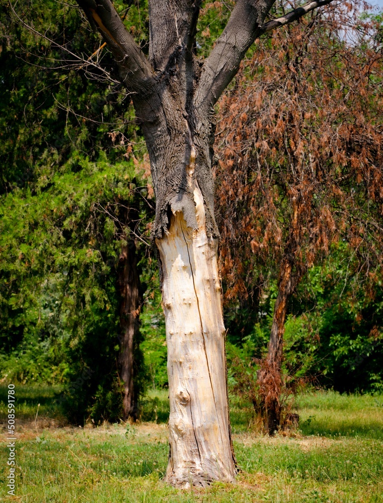 tree trunk without barks in a green public park tree trunk without barks in a green public park