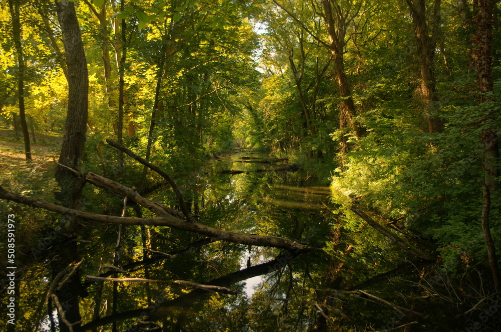 Obraz premium Natural forest with reflection in the river and rays of light,mystical atmosphere. Panorama of a beautiful forest. Fairytale forest with water.Sunset in the woods.Natural biosphere reserve, Slovakia. 