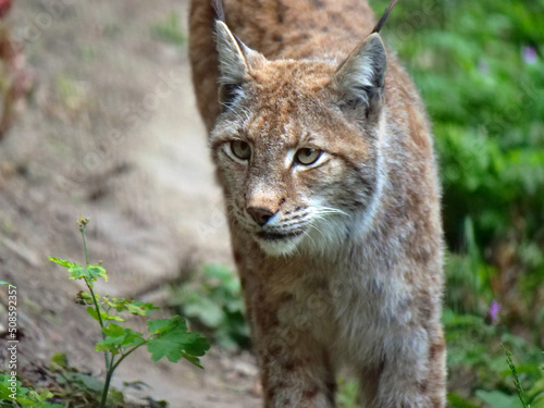 Northern lynx in action in the wild and in the wild.
