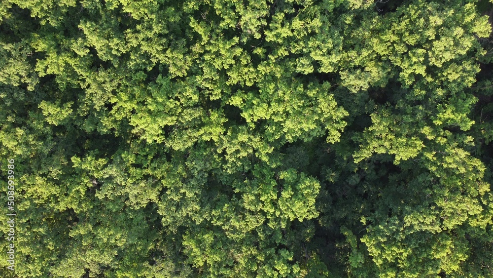 Flying over green trees forest at sunrise. Morning sun and fog. Aerial shot, 4K Flying over green trees forest at sunrise. Morning sun and fog. Aerial shot, 4K