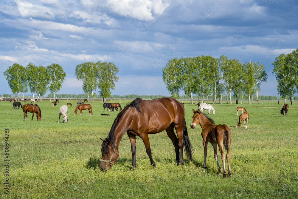 Summer landscape with horses grazing on a green meadow. In the foreground is a mare with a foal. Very beautiful cloudy sky. Summer landscape with horses grazing on a green meadow. In the foreground is a mare with a foal. Very beautiful cloudy sky.