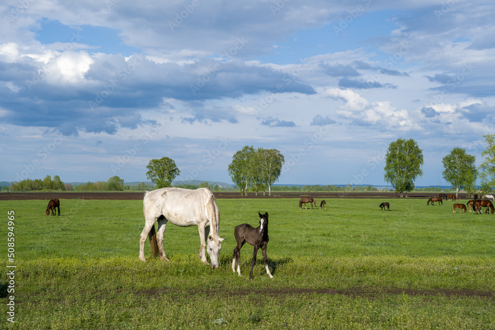 Summer landscape with horses grazing on a green meadow. In the foreground is a white mare with a brown foal. Very beautiful cloudy sky. Summer landscape with horses grazing on a green meadow. In the foreground is a white mare with a brown foal. Very beautiful cloudy sky.