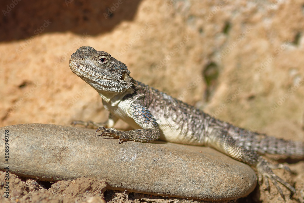 Hardun-Agame or roughtail rock agama or starred agama (Laudakia stellio) Hardun-Agame or roughtail rock agama or starred agama (Laudakia stellio)