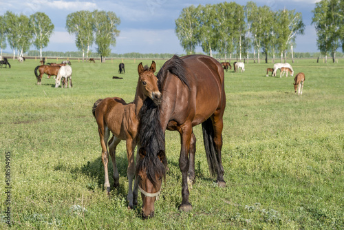 Summer landscape with horses grazing on a green meadow. In the foreground, a foal clings to its mother. Very beautiful cloudy sky. © Тамара Андреева