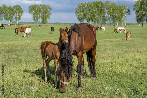 Summer landscape with horses grazing on a green meadow. In the foreground, a foal clings to its mother. Very beautiful cloudy sky.