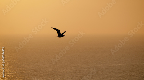 Aerial view of sunset on a calm and relax sea with a seagull flying