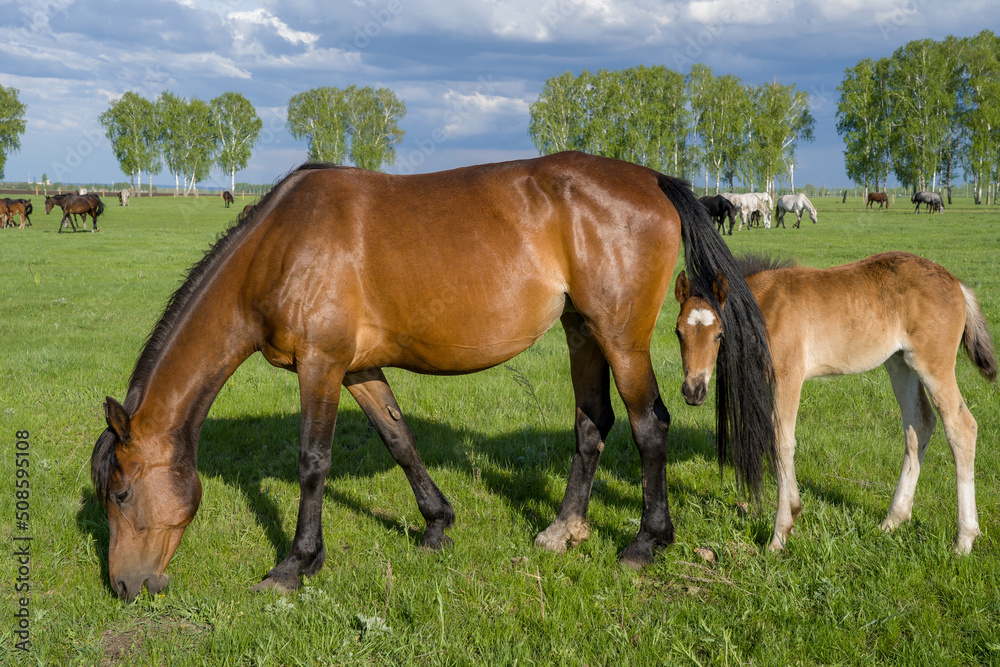 Summer landscape with horses grazing on a green meadow. In the foreground is a mare with a foal. Very beautiful cloudy sky. Summer landscape with horses grazing on a green meadow. In the foreground is a mare with a foal. Very beautiful cloudy sky.