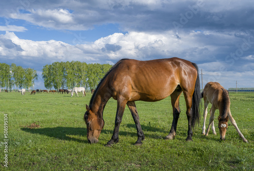 Summer landscape with horses grazing on a green meadow. In the foreground is a mare with a foal. Very beautiful cloudy sky.