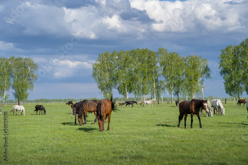 Summer landscape with horses grazing on a green meadow. Very beautiful cloudy sky. © Тамара Андреева