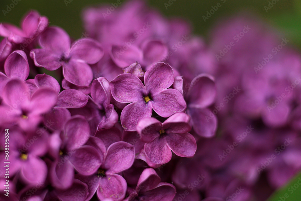 beautiful lilac flowers branch on a green background, natural spring background, soft selective focus beautiful lilac flowers branch on a green background, natural spring background, soft selective focus