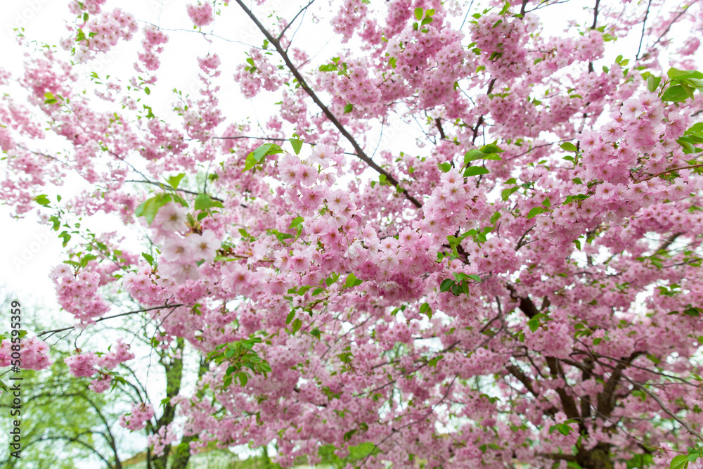 nature, botany and flora concept - close up of blooming branch with cherry blossoms in spring garden nature, botany and flora concept - close up of blooming branch with cherry blossoms in spring garden
