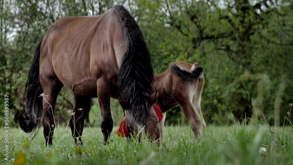 A family of horses, a little foal with his mother, a mare grazing on a forest glade on a sunny day. A family of horses, a little foal with his mother, a mare grazing on a forest glade on a sunny day.