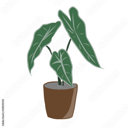 Caladium Bicolor plants growth in small pots on white background.Modern natural background.Minimalist drawing print,creative with illustration in flat design