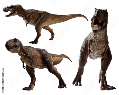 Dinosaurs 3d rendering, Set of Tyrannosaurus Rex isolated on white background © fotokitas