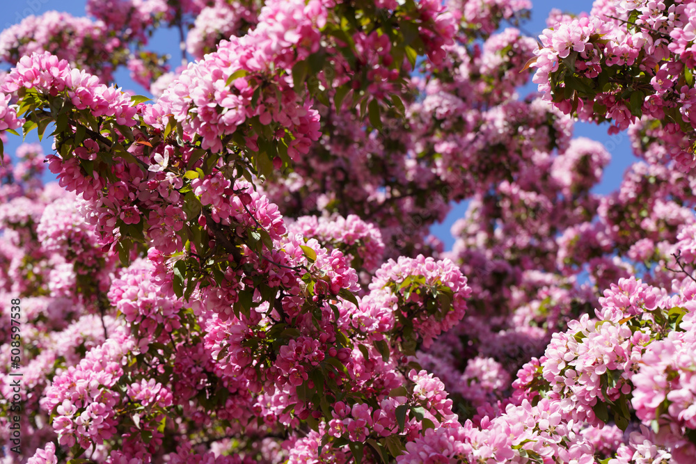 Blossoming apple tree background. Pink inflorescences and flowers on a fruity apple tree in the spring season. Selected focus