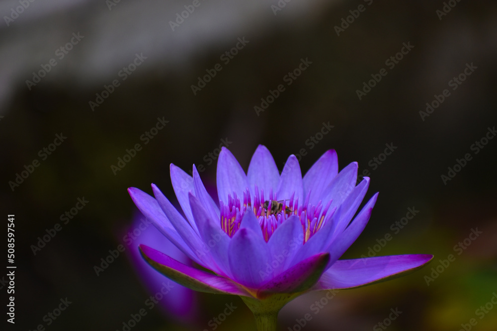 Close up shot of beautiful blue lotus(Egyptian blue flower) with bee Close up shot of beautiful blue lotus(Egyptian blue flower) with bee