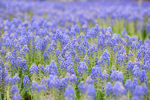 Muscari lawn in the city park
