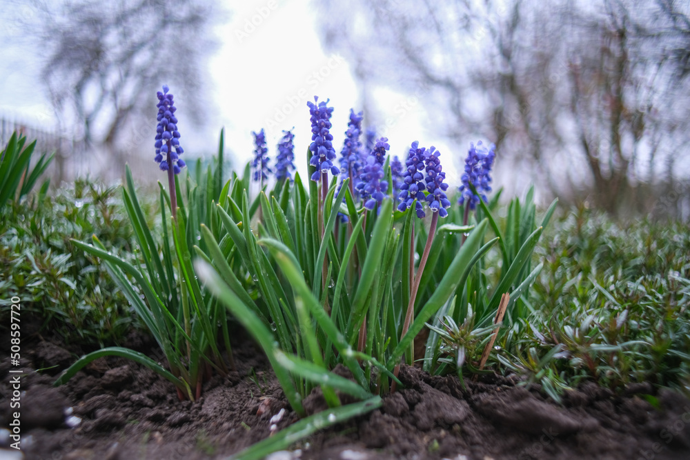 Group of blue flowers in bright sunlight, spring background with grape hyacinth blooming in springtime garden. Group of blue flowers in bright sunlight, spring background with grape hyacinth blooming in springtime garden.