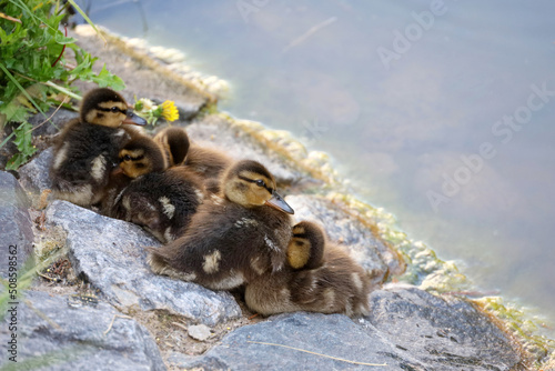 Mallard ducklings sitting on a stones of lake coast. Baby birds at summer near the water