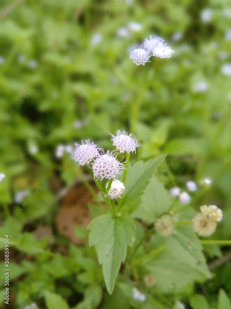 white flowers in a garden