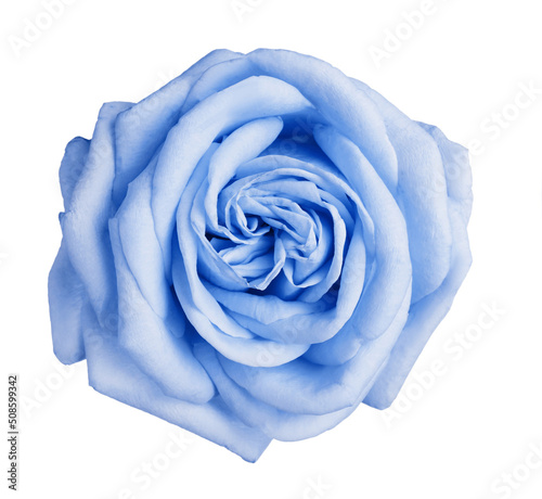 Beautiful blooming light blue rose on white background