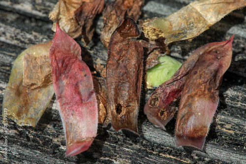 Damage of Sempervivum leaves done by the Cheilosia caerulescens, or the Sempervivum Leaf Miner pest, , which destroys almost the whole plant. photo