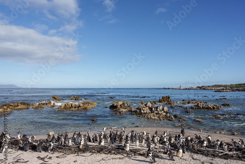 African penguin, Cape penguin or South African penuguin (Spheniscus demersus) colony at Stony Point on the Whale Coast, Betty's Bay (Bettys Bay), Overberg, Western Cape, South Africa