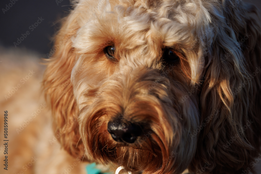 A close-up picture of a male Cockapoo puppy
