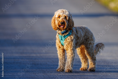 A Cockapoo puppy stands on the pavement looking directly at the camera