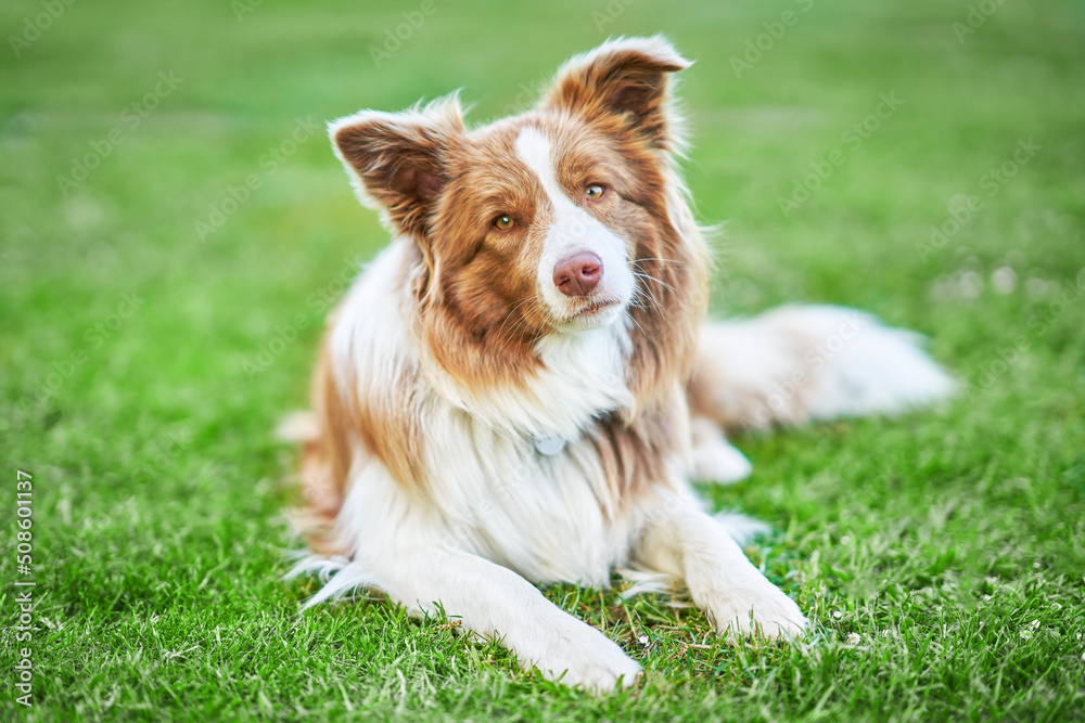 Picture of chocolate brown white border collie dog Picture of chocolate brown white border collie dog