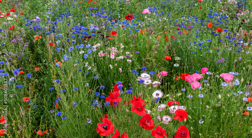 Summer flowery meadow with wild flowers, landscape of poppies and cornflower of different colors. Ideal cultivation for bees and insects. Banner or wallpaper