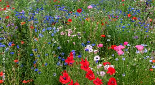 Foto Summer flowery meadow with wild flowers, landscape of poppies and cornflower of different colors