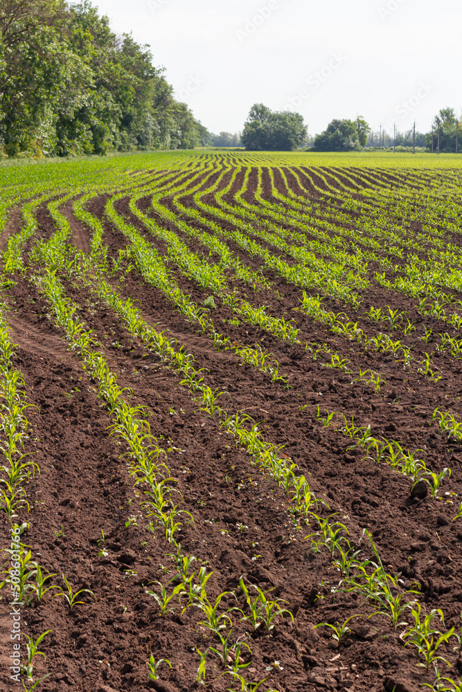 Seedling of corn in an agricultural garden, agriculture for vegetarians