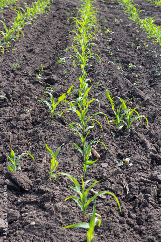 Seedling of corn in an agricultural garden, agriculture for vegetarians