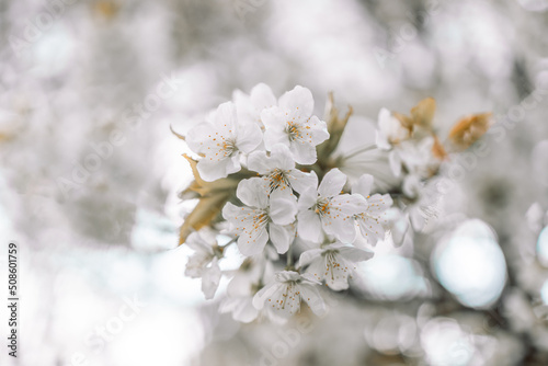 Springtime flowering branches and a bee with copy space banner