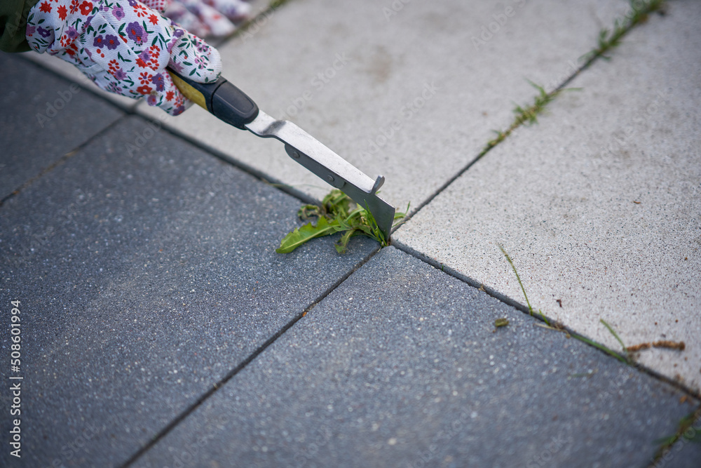 Young woman extract the weeds from concrete in the garden Young woman extract the weeds from concrete in the garden