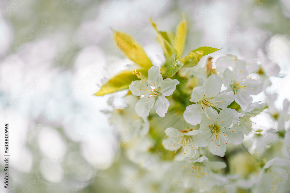 Springtime flowering branches and a bee with copy space banner Springtime flowering branches and a bee with copy space banner