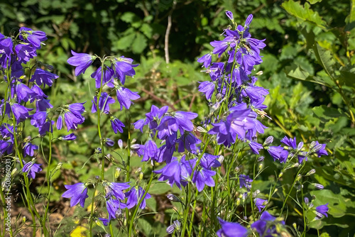 Blooming campanula flowers