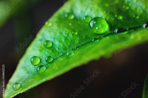 Close-up of the structure of a green leaf of a plant with veins covered with drops of moisture. Shallow depth of field super macro