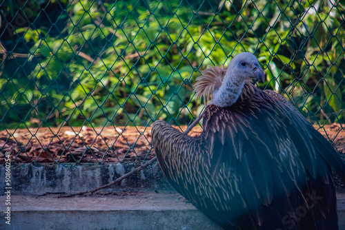 Griffon Vulture (Eurasian Griffon) looking back photo