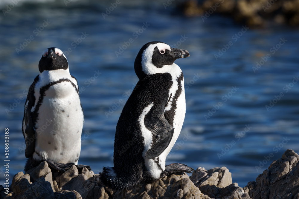 Obraz premium African penguin, Cape penguin or South African penuguin (Spheniscus demersus) at Stony Point on the Whale Coast, Betty's Bay (Bettys Bay), Overberg, Western Cape, South Africa